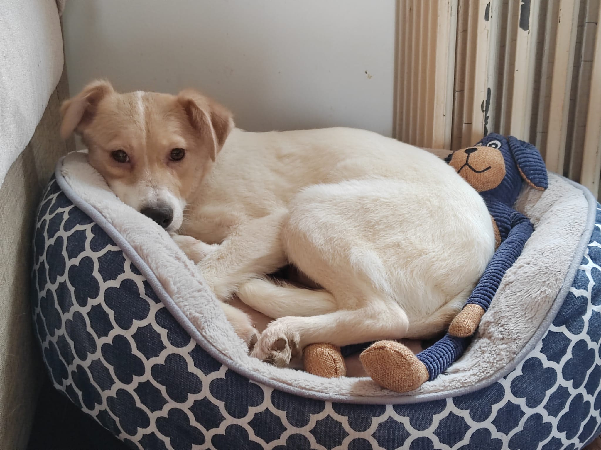 Chiens à adopter